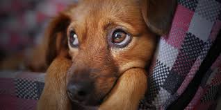 L'aggressività nei cani è un problema comportamentale che spesso richiede l'intervento di un professionista del mondo cinofilo per essere risolto. Calmanti Per Cani E Gatti In Caso Di Paura Dei Botti Robinson Pet Blog