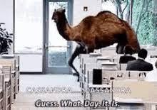 Much to the disgust of camels everywhere, this phrase has suddenly become a standard greeting on the day after tuesday. Guess What Day It Is Gif Gifs Tenor