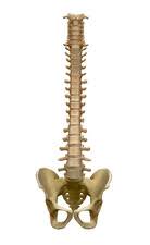 It also covers some common conditions and injuries that can affect the back. Human Backbone Illustration Stock Image C036 3001 Science Photo Library