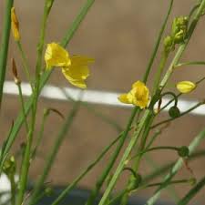 Image result for Zornia pratensis