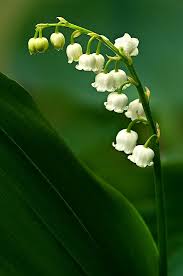 Lilly Of The Valley Lily Of The Valley Flowers Lily Of The Valley Flowers Nature