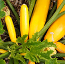 06 13 08 88 25. Producteur Fruits Et Legumes Val D Oise Vente Directe Ferme La Ferme Des Tournelles