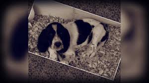 We did not find results for: L Arche Des Animaux 89 Home Facebook