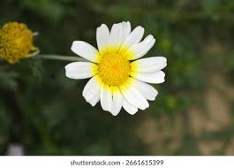 Image result for Gomphocarpus tenuifolius