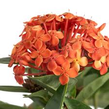 Image result for Ixora praetermissa