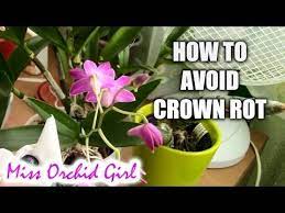 How To Dry Water Off Orchids And Avoid Crown Rot Orchid Care Plants Orchid Plants