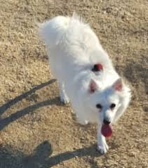 Creating second chances adopt give now a path 4 paws is a 501(c)(3) organization who rescues all breeds of dogs to give them a second chance at finding a loving home. Rehomed Purebred American Eskimo Dog N Las Vegas Nevada