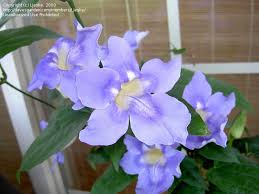 Image result for Thunbergia laborans