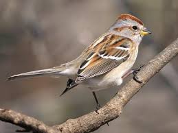 american tree sparrow identification all about birds