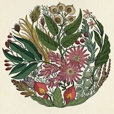 Adelaide Writers Week 2016 Botanical Art Botanical Illustration Ilustration Art