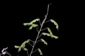 Image result for Grona adscendens