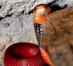 Pin On Reptiles