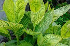Zone 5 Tropical Looking Plants Choosing Tropical Plants For Cold Climates You May Have A Difficult T Tropical Plants Tropical Landscaping Landscaping Plants