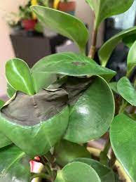 Succulent leaves turning brown, yellow or black? Peperomia Leaves Turning Black And Falling Off Please See Attached Photo For Some Reason My Peperomia Is Starting To Develop Blackness In The Leaves And Some Leaves Have Started To Fall I