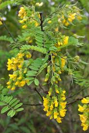 Image result for Calpurnia aurea