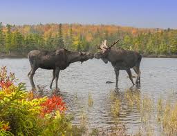 Moose are the largest members of the deer family, according to the alaska department of fish and game. 2021 Moose Lottery Results Are Announced