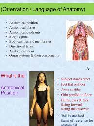 Anatomical quadrants directional terms chapter 1 anatomical position and regional. 1 1 Ap 1 Lab Language Of Anatomy Anatomical Terms Of Location Abdomen