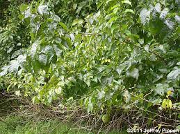 Image result for Maclura