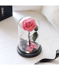 فازة ورد ايلوبا روز زهري طبيعي دائمة محفوظة Snow Globes All Things Home Decor