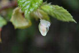 Image result for Begonia meyeri-johannis