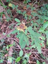 Image result for Grona barbata