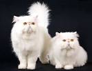 Persian Cat Breed Information - Vetstreet