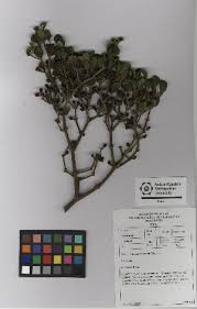 Image result for Viscum congolense