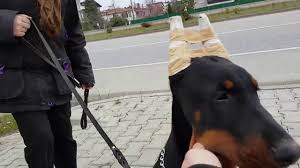 Achill Kizi 4 5 Aylik Elma Afrodit Von Dadashov Un Cevreyi Tanima Yuruyusleri Youtube