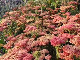 Image result for Achillea