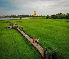 Assessment of rice straw burning and its power generation potential in major rice growing districts of haryana, india. Rice Is Nice Where To Enjoy Thailand S Rustic Travel Fad Maps Coconuts Travel