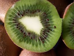 Image result for Actinidiaceae