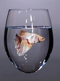 In an economically driven world where we are conditioned to subconsciously place value on the genuinely invaluable, young sung kim has visually critiqued the level at which we place value on objects both commercially and ethically. Hyper Realistic Painting Of Glass And Fish By Artist Young Sung Kim Nextfuckinglevel