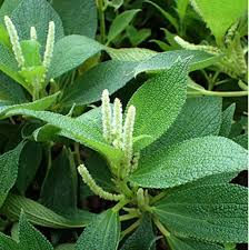 Image result for Boehmeria macrophylla