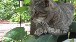 The Cats of The Ernest Hemingway Home and Museum - YouTube