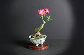 Desert Rose Bonsai Tree Spring Bloom Collection From Livebonsaitree Bonsai Tree Bonsai Spring Blooms