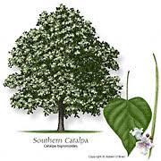 I got my 10 trees some years past and today i noticed the 3 trees that i thought were only an ornamental flowering small yard tree by the name of sergents white flowering crab apple. Texas Tree Selector