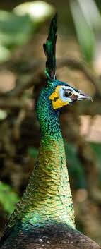 White Birds With Yellow Feathers On Head Green Peacock Pavo Muticus Details Are The Jade Emerald Head And Neck Feathers Instead Of Blue There Is Also A Bold Yellow Patc Peacock Birds Peacock Bird