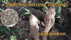 ເກ ບເຫ ດປວກຮອບສອງ เก บเห ดปลวกรอบสองม วนขนาดม แต ดอกอวบๆ ฟ งเพลงไป