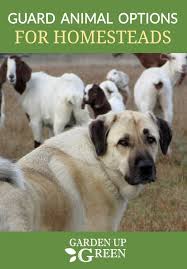 Homestead Series Choosing Guard Animals Raising Farm Animals Farm Dogs Homesteading