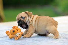 pin by elena chistaya on doggies bulldog puppies cute pug pictures cute bulldog puppies