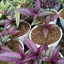 Palm ravenia indah in banten open now. Pusat Tanaman Hias Bsd 1 Tip From 215 Visitors