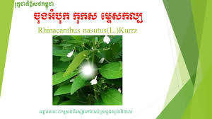 Image result for Rhinacanthus submontanus