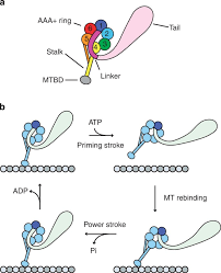 Maybe you would like to learn more about one of these? Cytoplasmic Dynein Transports Cargos Via Load Sharing Between The Heads Nature Communications