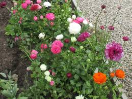 Ranunculus acris is similar in appearance to the common buttercup, but unlike that plant it doesn't become a nuisance in lawns. Need Ranunculus Advice Bbc Gardeners World Magazine