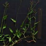 Image result for Urochloa reptans