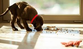 Feed Your Dog The Best - Keep Your Pet Happy and Healthy | PetCareRx