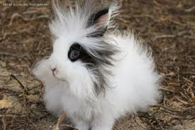 Breeding for the blue eyed white can be complex, as the gene responsible for the solid white coat with sky blue eyes is a recessive gene and both parents must carry and contribute the gene in order for. Snow The Blue Eyed Bunny Facebook