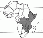 Image result for Cassipourea ndando