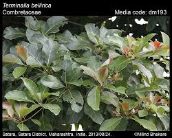 Image result for Terminalia bellirica