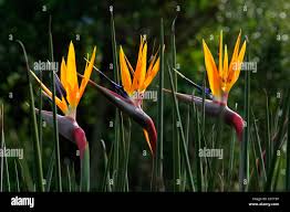 Image result for Strelitziaceae